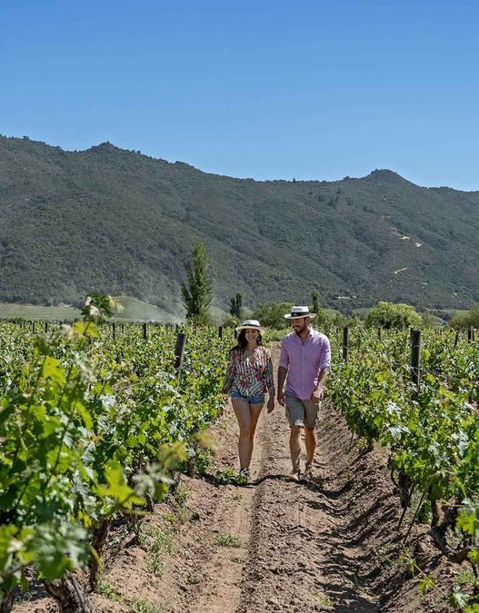 Santiago accueillera The World’s 50 Best Vineyards 2026 !