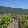 Santiago accueillera The World’s 50 Best Vineyards 2026 !