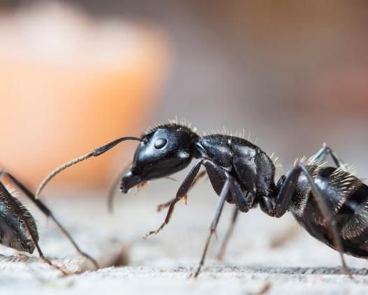 Un sorbet garni de fourmis : le patron d'un restaurant deux étoiles Michelin évite la prison dans un scandale qui anime la Corée du Sud