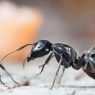 Un sorbet garni de fourmis : le patron d'un restaurant deux étoiles Michelin évite la prison dans un scandale qui anime la Corée du Sud