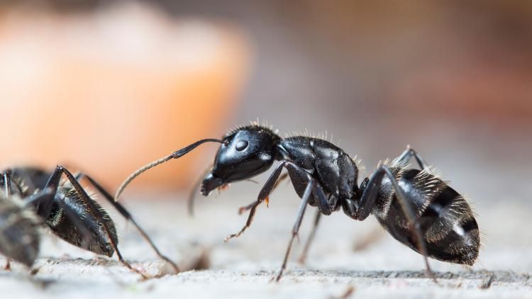 Un sorbet garni de fourmis : le patron d'un restaurant deux étoiles Michelin évite la prison dans un scandale qui anime la Corée du Sud